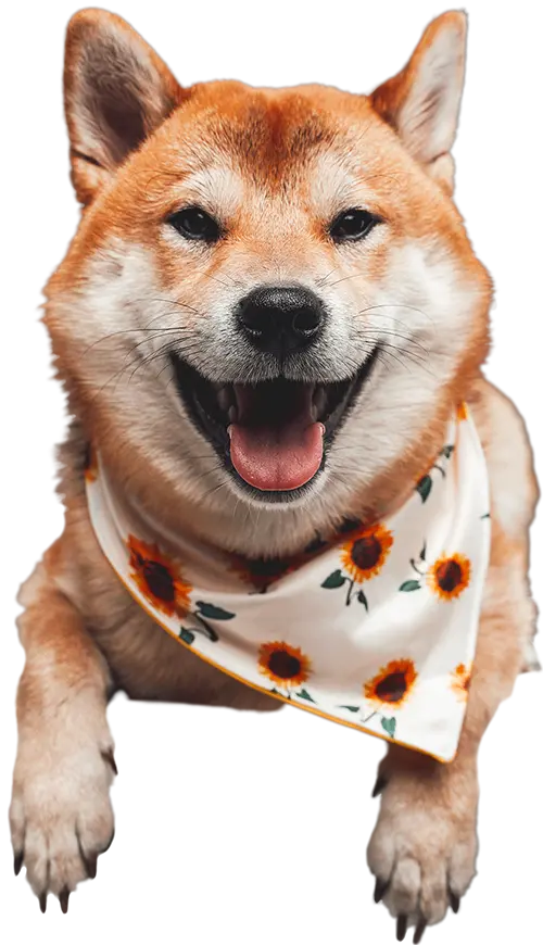Happy dog